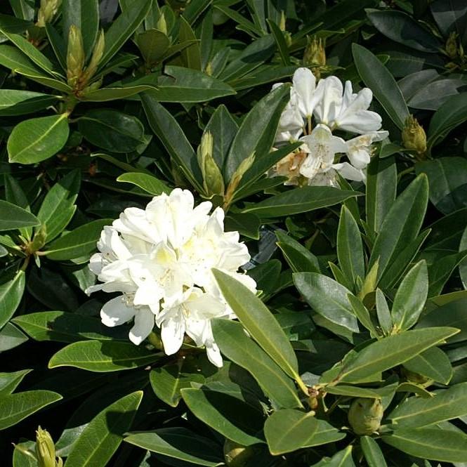 Chionoides Rhododendron - Shipped