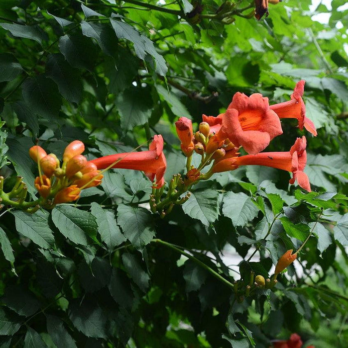 Campsis radicans  - Trumpet Vine - Shipped