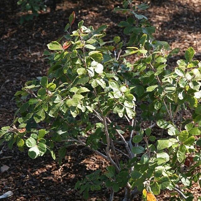 Gro-Low Fragrant Sumac - Shipped