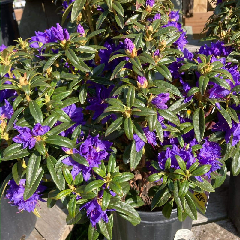Blue Baron Rhododendron - Shipped