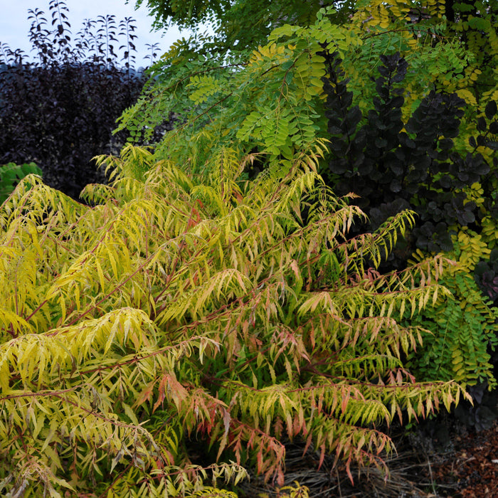First Editions® Tiger Eyes Staghorn Sumac - Shipped