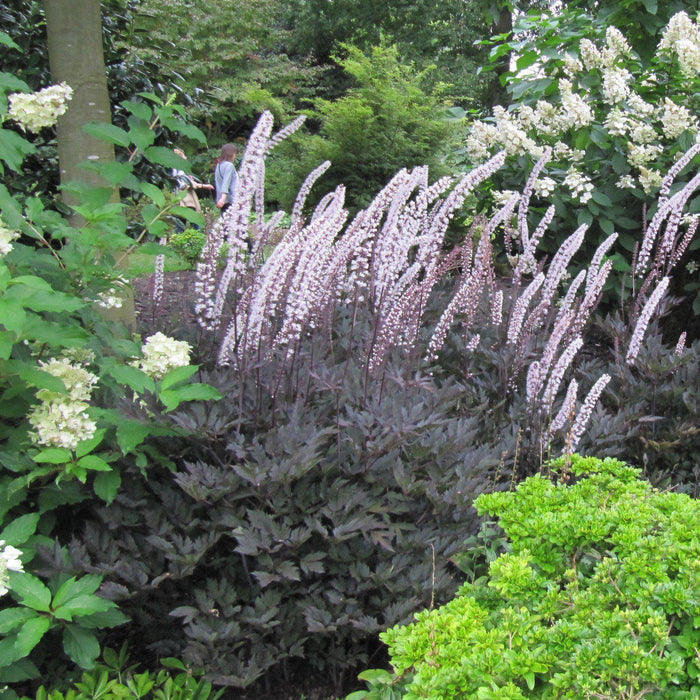 Actaea simplex 'Brunette'  - Brunette Bugbane, Cohosh - Shipped