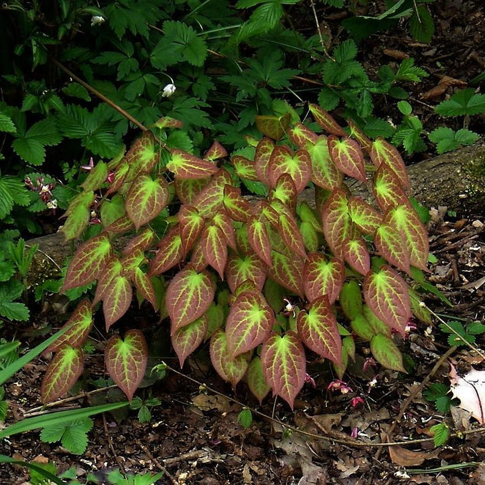 Epimedium rubrum  - Red Barrenwort, Bishop's Hat - Shipped