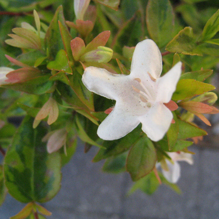 Abelia x grandiflora 'Kaleidoscope'  - Kaleidoscope Abelia - Shipped