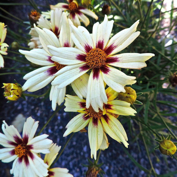 Coreopsis x verticillata 'Starlight'  - Lil' Bang™ Starlight Coreopsis - Shipped