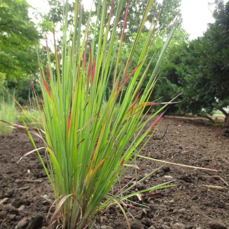 Standing Ovation Little Bluestem - Shipped