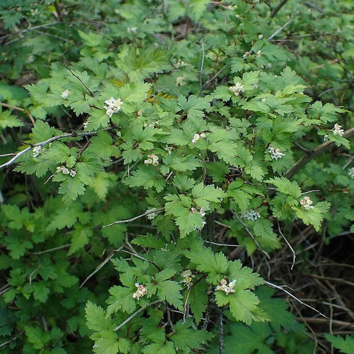 Stephanandra incisa 'Crispa'  - Crispa Cutleaf Stephanandra - Shipped