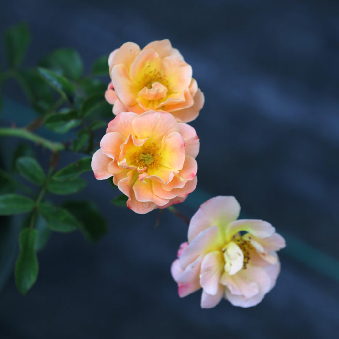 Flower Carpet® Amber Rose - Shipped