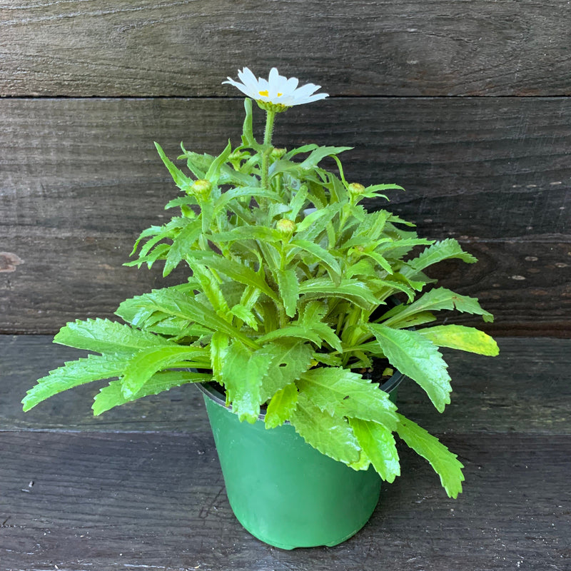 Snowcap Shasta Daisy - Shipped
