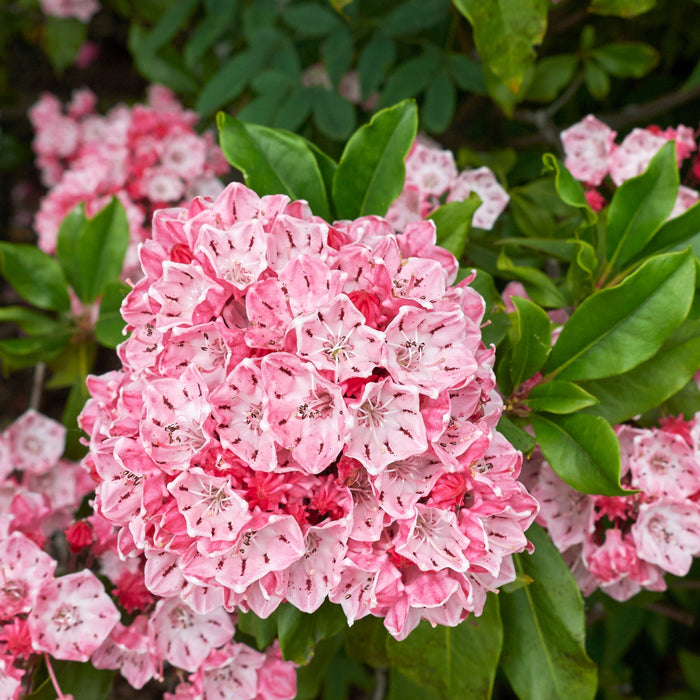 Kalmia latifolia 'Nipmuck'  - Nipmuck Mountain Laurel - Shipped