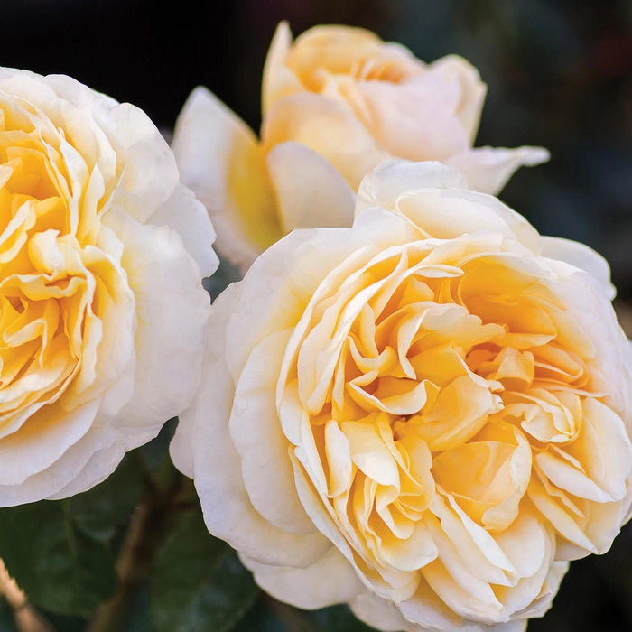 Rosa 'Meikaquinz'  - Moonlight Romantica® Rose - Shipped