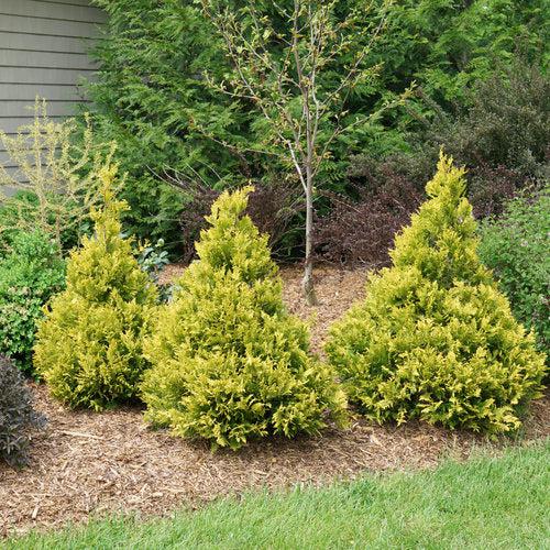Soft Serve® Gold False Cypress - Shipped