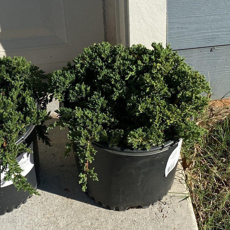 Japanese Garden Juniper - Shipped