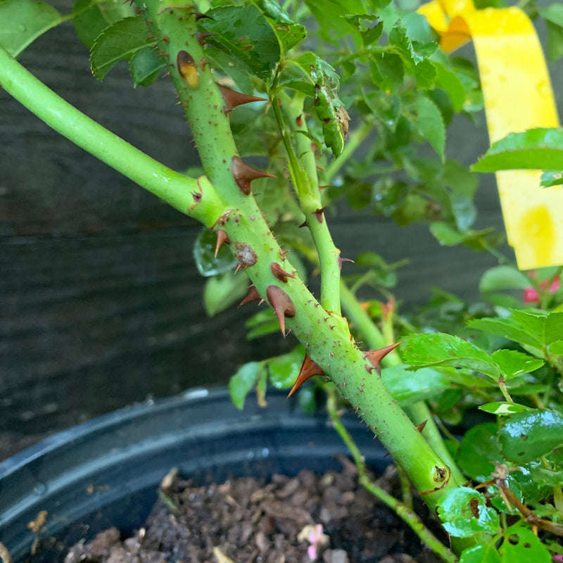 Coral Drift® Rose - Shipped