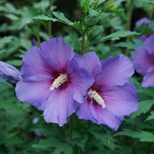 Paraplu Violet® Rose of Sharon - Shipped