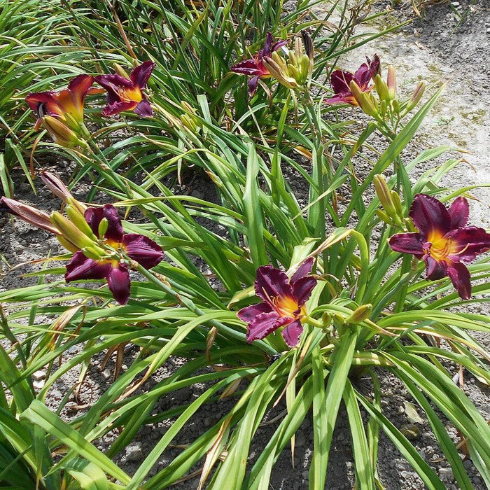 Hemerocallis 'Bela Lugosi'  - Bela Lugosi Daylily - Shipped