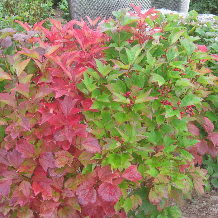 Viburnum trilobum ‘Wentworth’  - Wentworth Viburnum - Shipped