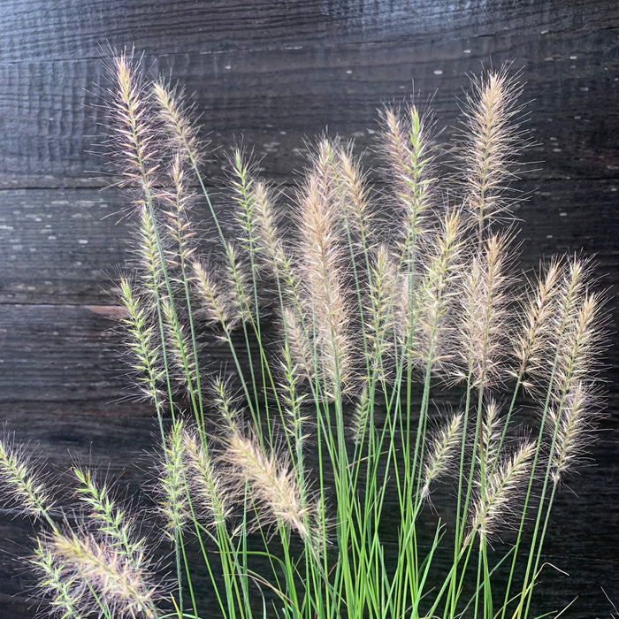 Pennisetum alopecuroides 'Hameln  - Hameln Fountain Grass - Shipped