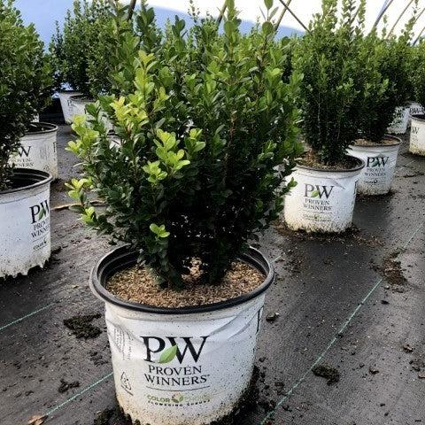 Sprinter® Boxwood - Shipped