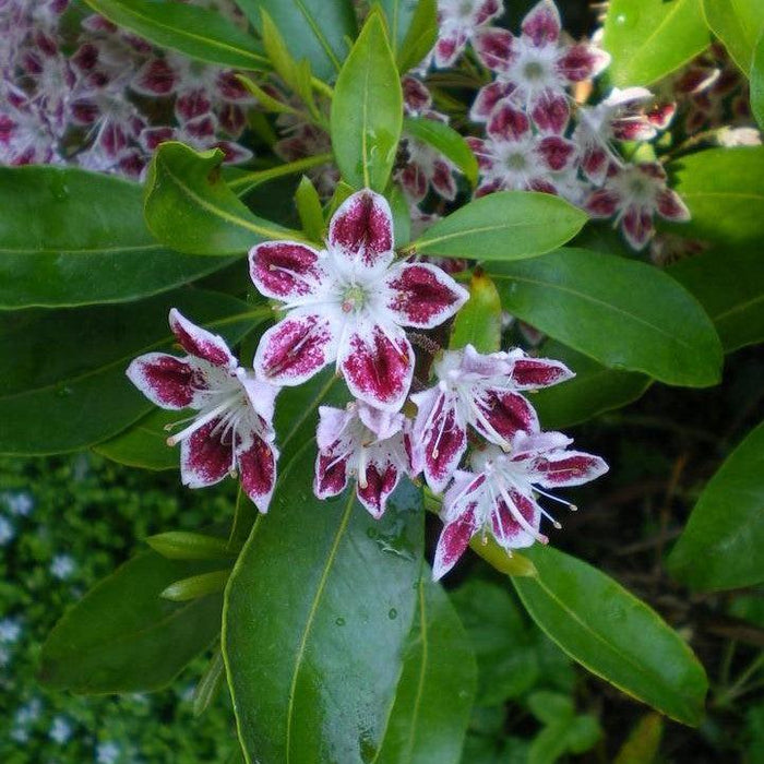 Kalmia latifolia 'Galaxy'  - Galaxy Mountain Laurel - Shipped
