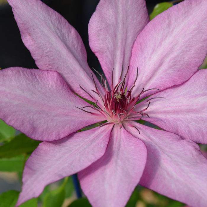 Clematis 'Evipo051'  - Giselle™ Clematis - Shipped