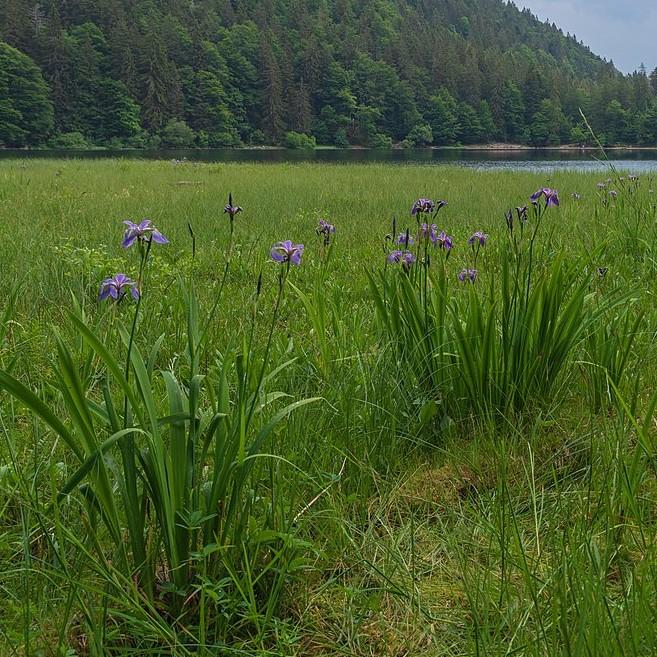 Northern Blue Flag Iris, Harlequin Blue Flag - Shipped