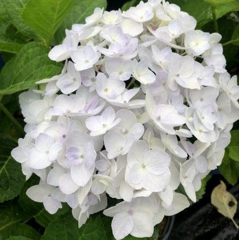 Endless Summer® Blushing Bride® Hydrangea - Shipped