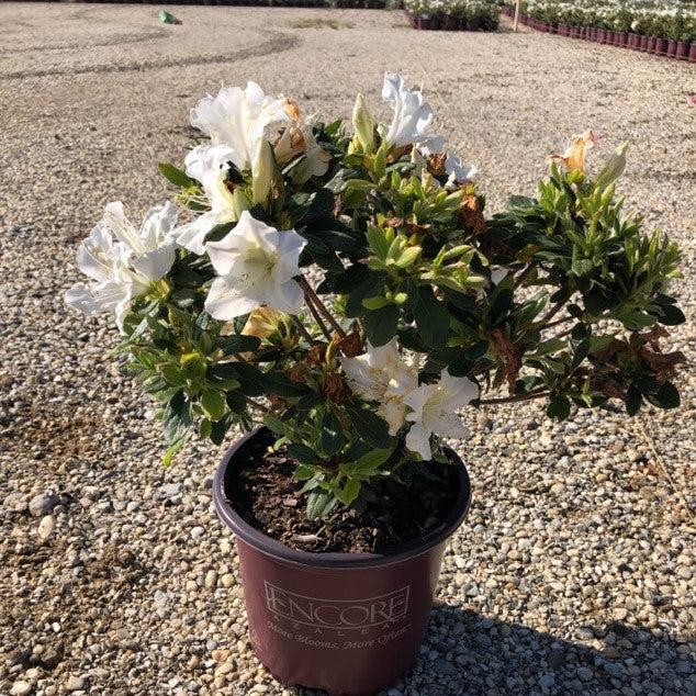 Rhododendron ‘Roblex’  - Encore® Autumn Lily™ Azalea - Shipped