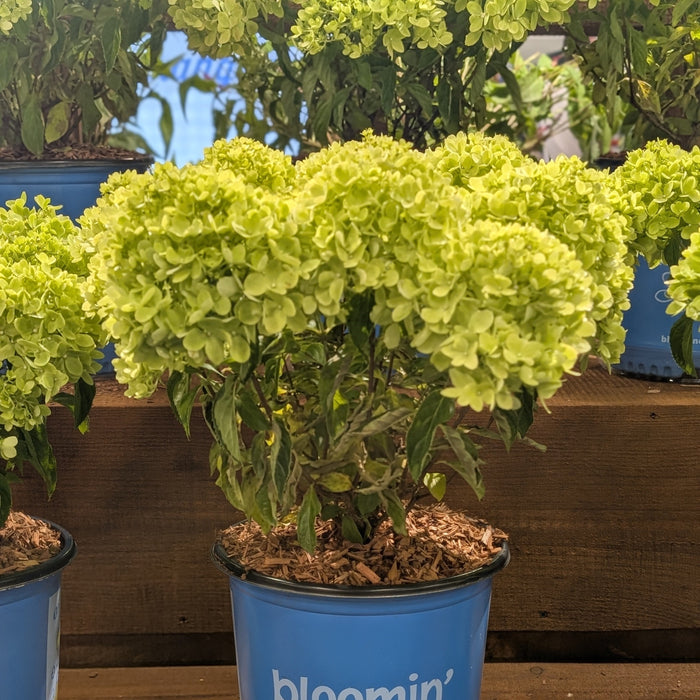 Hydrangea paniculata 'P19557‘  - Bloomin' Easy® Bubble Bath™ Hydrangea - Shipped