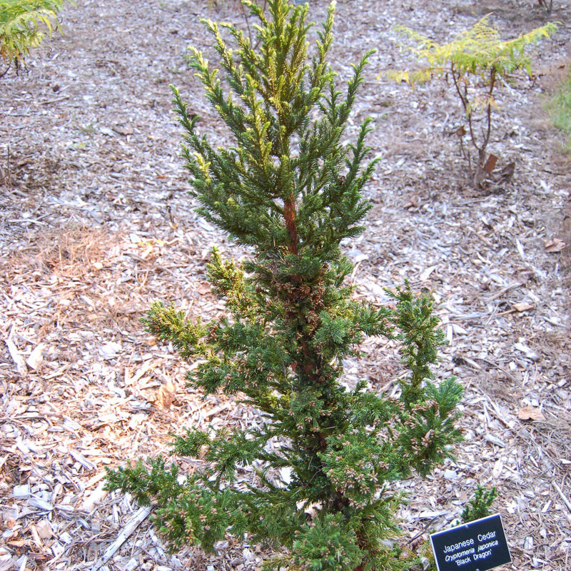 Black Dragon Japanese Cedar - Shipped