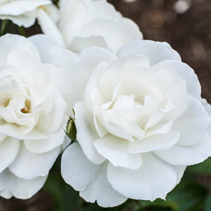 Rosa 'Korbin'  - Iceberg Rose - Shipped