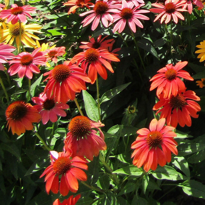 Echinacea 'Panama Red'  - Panama® Red Coneflower - Shipped