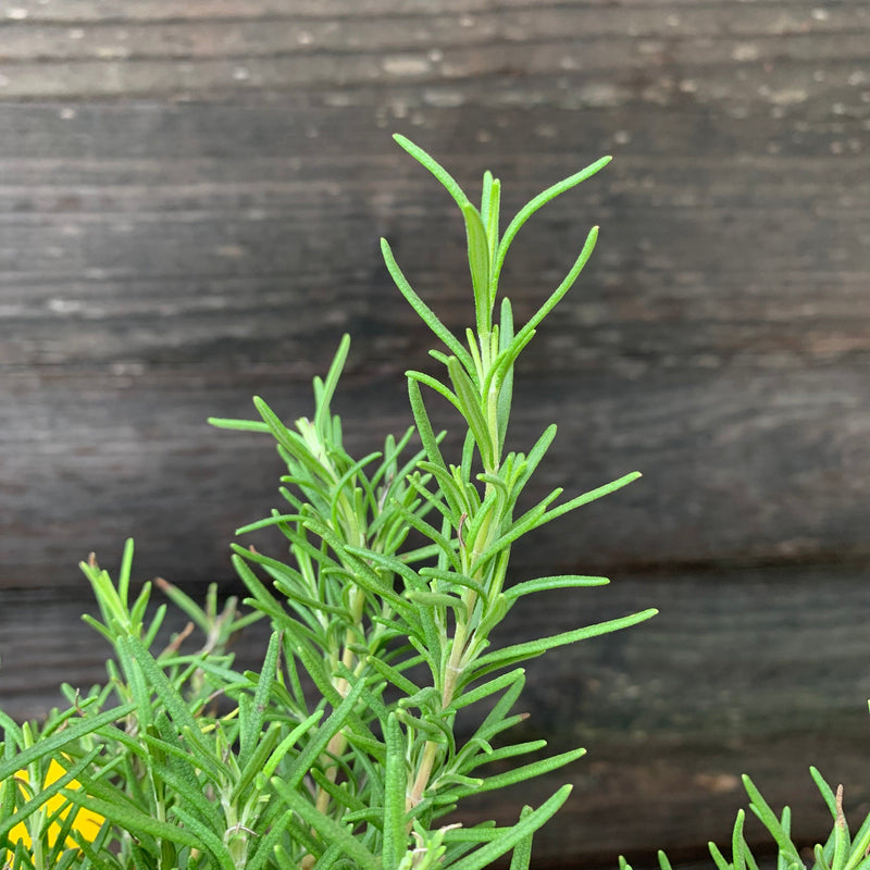 Tuscan Blue Rosemary - Shipped