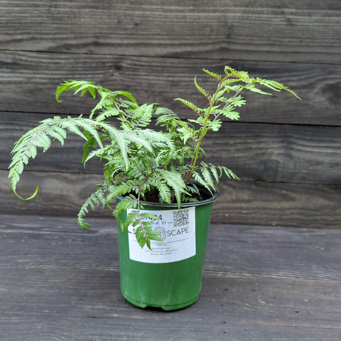 Japanese Painted Fern