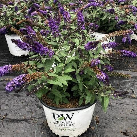 Buddleia davidii 'SMNBDBT' PP#28,794  - Pugster Blue® Dwarf Butterfly Bush - Shipped