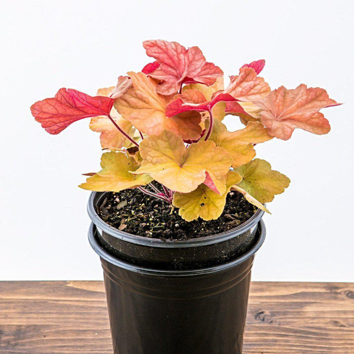 Heuchera 'Caramel' PP16,560  - Caramel Coral Bells, Heuchera - Shipped