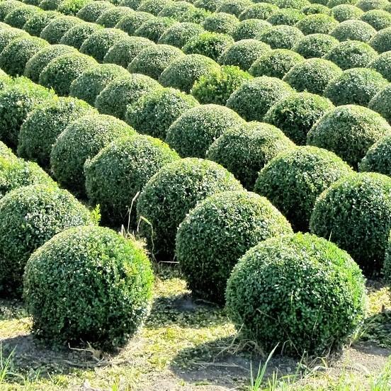 Baby Gem™ Boxwood - Shipped