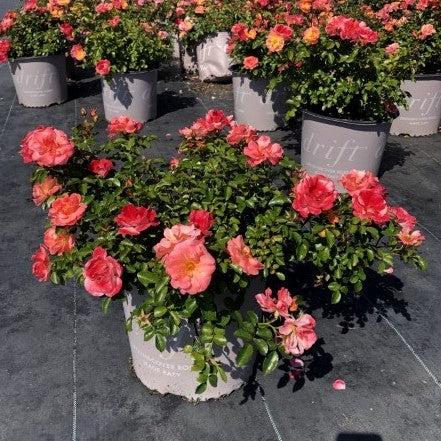 Peach Drift® Rose - Shipped