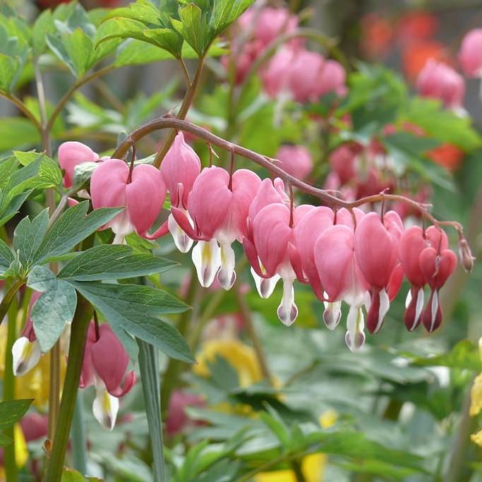 Bleeding Heart - Shipped
