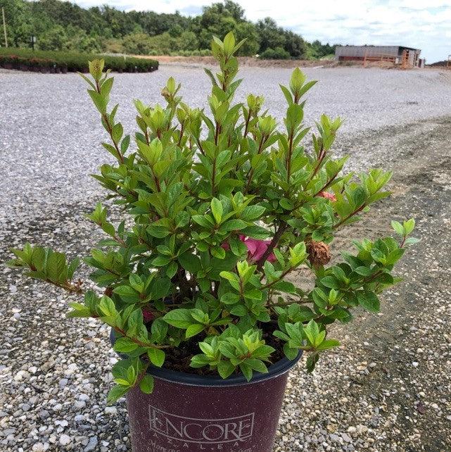 Rhododendron ‘Roblec’  - Encore® Autumn Carnation™ Azalea - Shipped