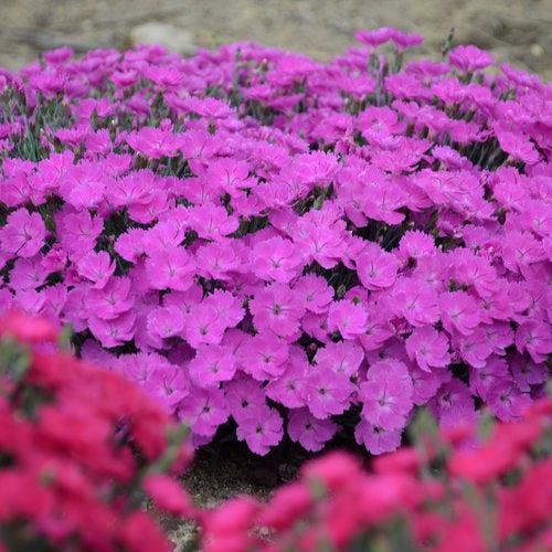 Paint the Town Fuchsia Dianthus - Shipped