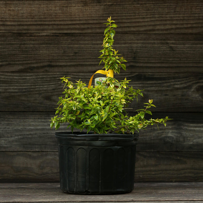 Abelia x grandiflora 'Kaleidoscope'  - Kaleidoscope Abelia - Shipped