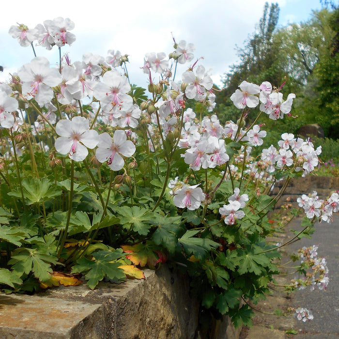 Geranium x cantabrigiense 'Biokovo'  - Biokovo Cranesbill - Shipped