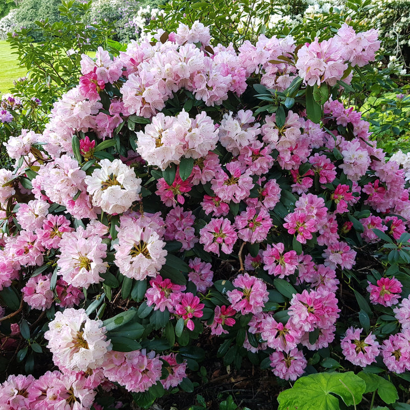 Yaku Prince Rhododendron - Shipped