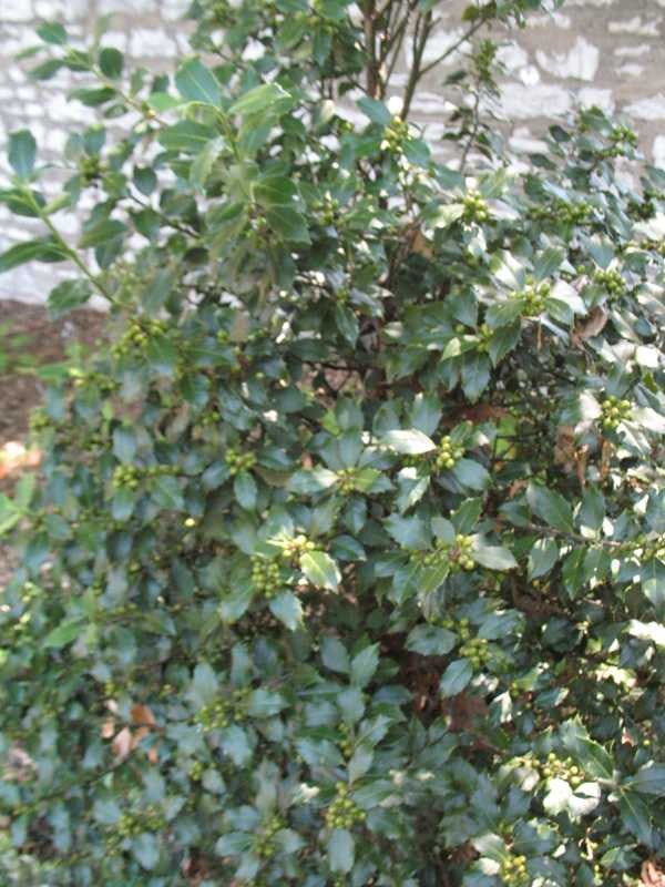 HOLLY (ILEX CEN X AQUIF) `CENTENNIAL GIRL` - In Store Pickup