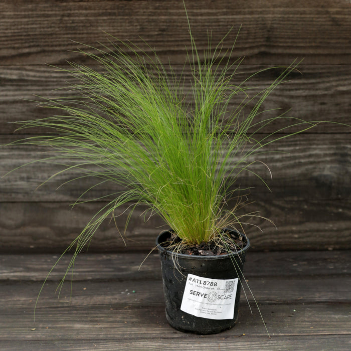Nassella tenuissima  - Mexican Feather Grass - Shipped