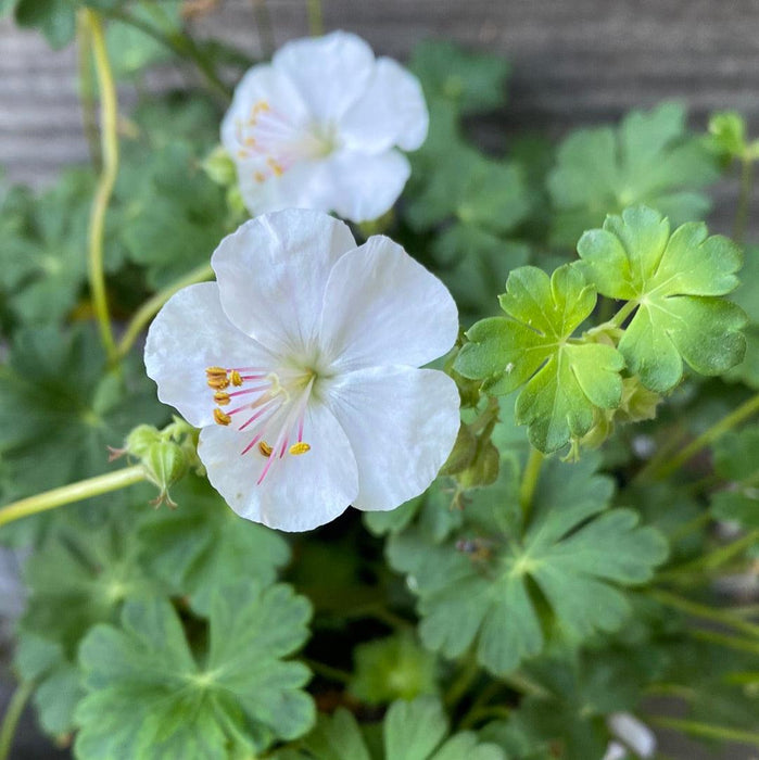 Geranium x cantabrigiense 'Biokovo'  - Biokovo Cranesbill - Shipped