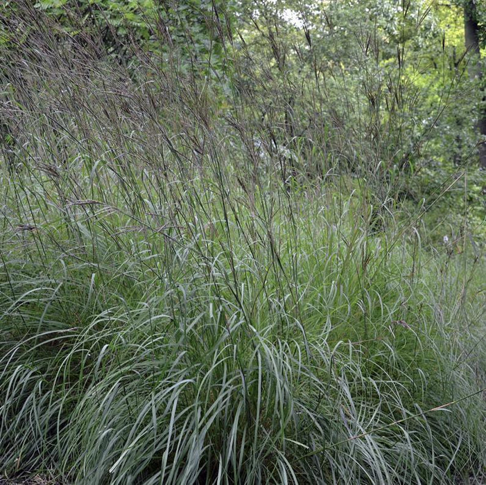 Andropogon gerardii  - Big Bluestem - Shipped