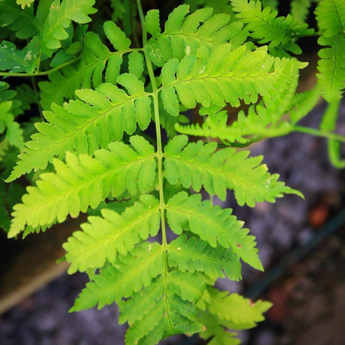 Dryopteris goldiana  - Goldie’s Shield Fern, Giant Wood Fern - Shipped