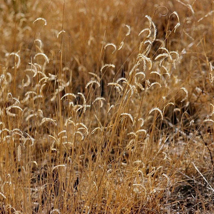 Bouteloua gracilis 'Blonde Ambition'  - 'Blonde Ambition' Blue Grama - Shipped